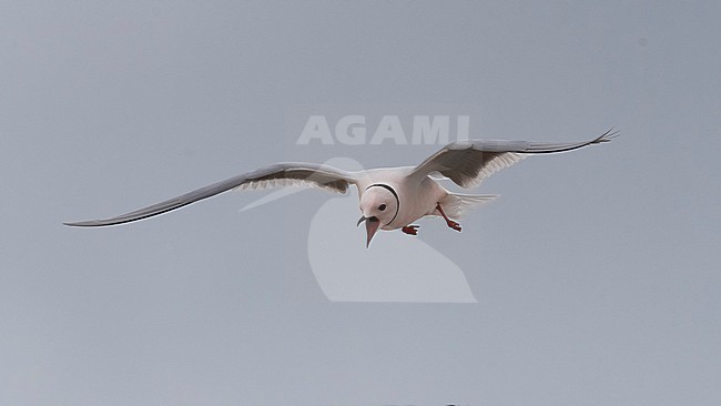 Frontal view of an adult male Ross's Gull (Rhodostethia rosea) in flight. Open bill; close-up stock-image by Agami/Markku Rantala,