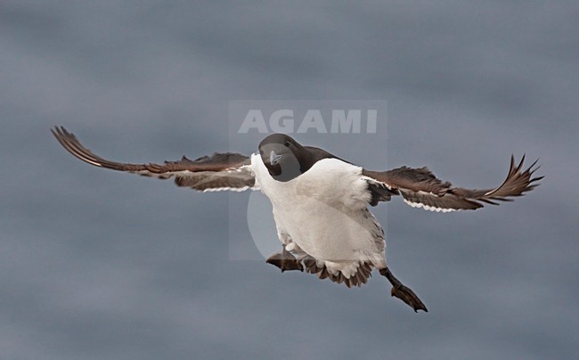 Zomerkleed Zeekoet in de vlucht; Summer plumaged Common Murre in flight stock-image by Agami/Markus Varesvuo,