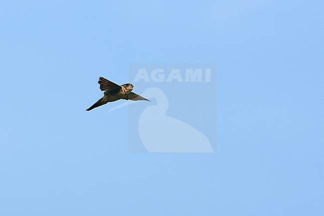 Edible-nest Swiftlet (Aerodramus fuciphagus) flying against a blue sky as a background stock-image by Agami/Tomas Grim,