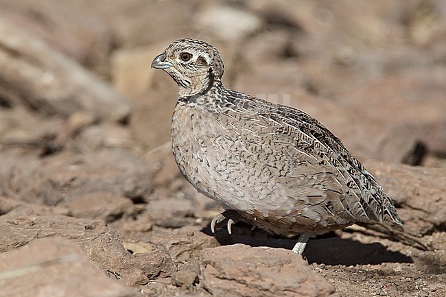 Adult female 
Jeff Davis Co., TX 
March 2010 stock-image by Agami/Brian E Small,