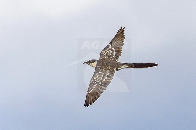 Great Spotted Cuckoo, Clamator glandarius, in Turkey. In flight. stock-image by Agami/Pete Morris,