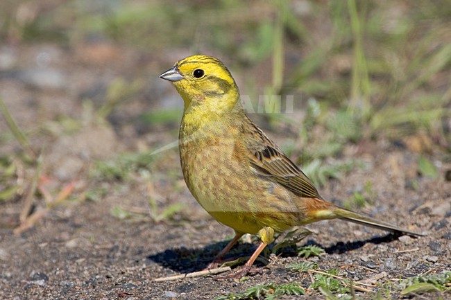 Mannetje Geelgors op de grond; Male Yellowhammer perched on the ground stock-image by Agami/Daniele Occhiato,
