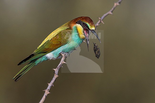 European Bee-eater, Merops apiaster, in Italy. Coughing up a pelt. stock-image by Agami/Daniele Occhiato,