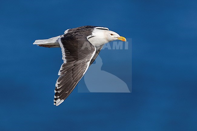 Adult Great Black-backed Gull (Larus marinus) in flight with a distant sea as blue background. stock-image by Agami/Daniele Occhiato,