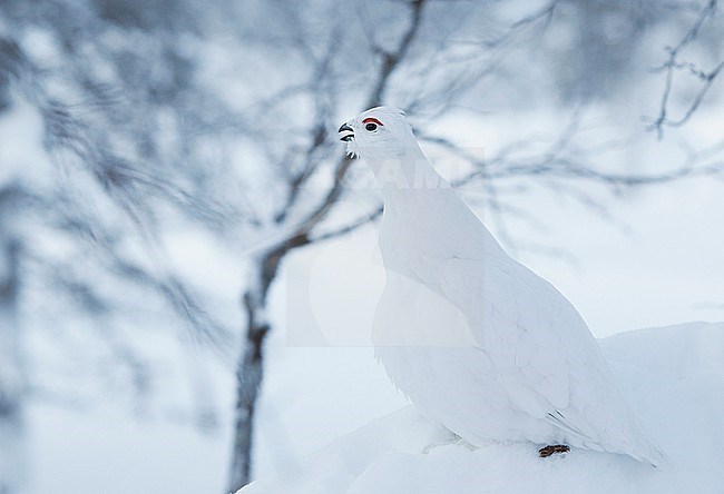 Vrouwtje Moerassneeuwhoen in de sneeuw, Female Willow Ptarmigan in snow stock-image by Agami/Markus Varesvuo,