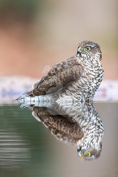 Sparrowhawk just before bathing in beautiful light stock-image by Agami/Onno Wildschut,