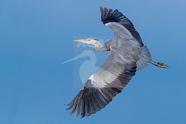 Grey Heron (Ardea cinerea), immature in flight in Campania (Italy) showing upperwings stock-image by Agami/Saverio Gatto,