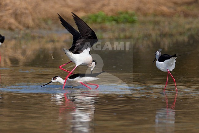 Vechtende Steltkluten; Fighting Black-winged Stilts stock-image by Agami/Daniele Occhiato,