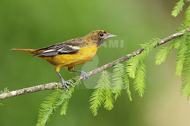 Adult female Baltimore Oriole (Icterus galbula) perched on a small branch in Galveston County, Texas, USA, during spring migration. stock-image by Agami/Brian E Small,