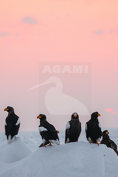 Steller's Sea Eagle (Haliaeetus pelagicus) wintering in Hokkaido, Japan stock-image by Agami/Pete Morris,