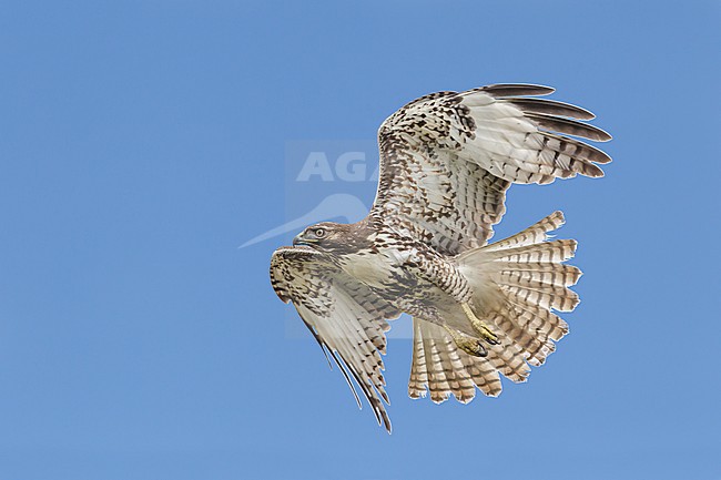 Juvenile
Hidalgo Co., TX
February 2014 stock-image by Agami/Brian E Small,