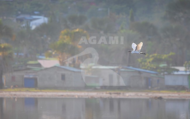 Little Egret ssp nigripes (Egretta garzetta nigripes) in flight above Tasi Tolu Lake showing surroundings. stock-image by Agami/Lennart Verheuvel,