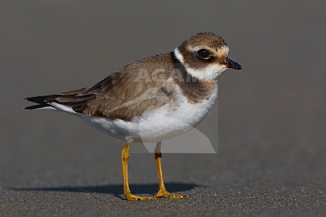 Juveniele Bontbekplevier; Juvenile Common Ringed Plover stock-image by Agami/Daniele Occhiato,