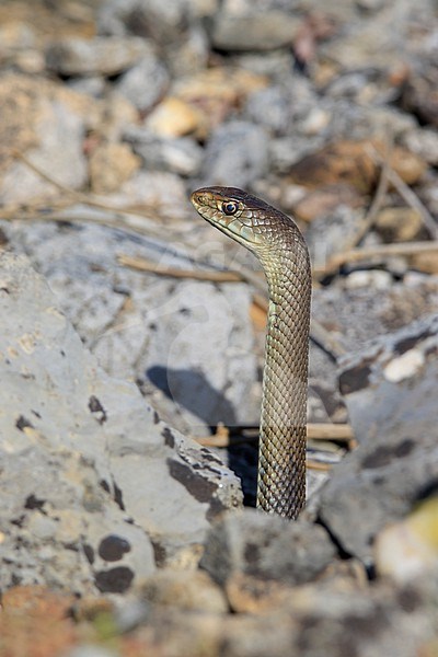 Western Montpellier Snake (Malpolon monspessulanus) taken the 09/05/2020 at Avignon- France. stock-image by Agami/Nicolas Bastide,