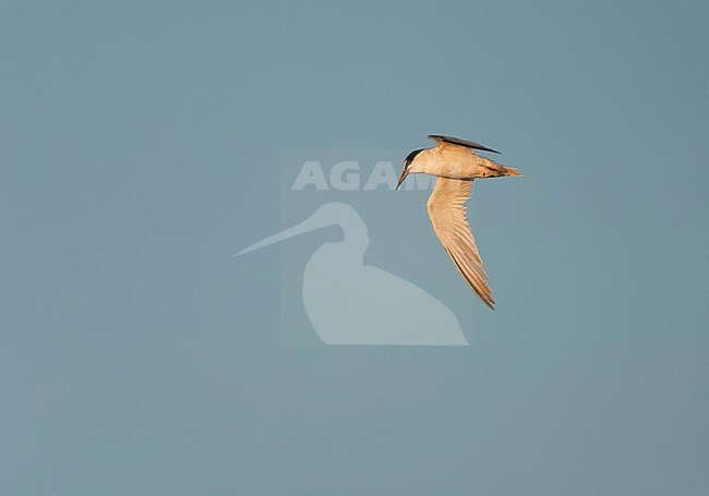 Adult Little Tern (Sternula albifrons) in flight in evening light in southern Spain during against a beautiful autumn blue sky. stock-image by Agami/Marc Guyt,