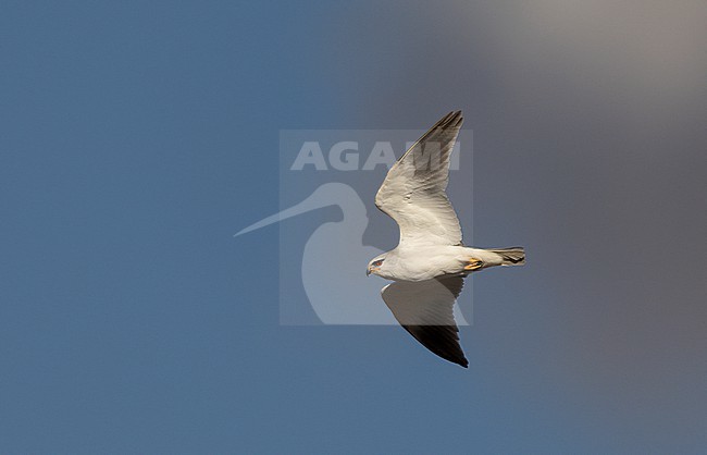 Black-winged Kite (Elanus caeruleus ssp. caeruleus) in flight in Castilla-La Mancha, Spain stock-image by Agami/Helge Sorensen,