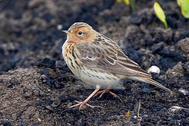Red-throated Pipit (Anthus cervinus), side view of an adult standing on the ground, Campania, Italy stock-image by Agami/Saverio Gatto,