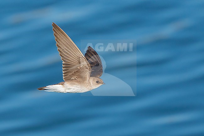 Adult
Imperial Co., CA
April 2022 stock-image by Agami/Brian E Small,