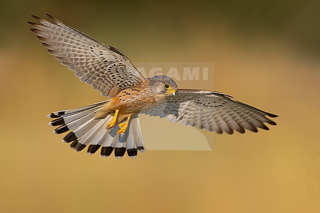Male Common Kestrel (Falco tinnunculus) in Italy. stock-image by Agami/Daniele Occhiato,