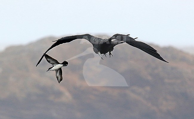 Male Great Frigatebird, Fregata minor, on the Galapagos islands, Ecuador. In flight with a Galapagos Shearwater in the background. stock-image by Agami/Dani Lopez-Velasco,