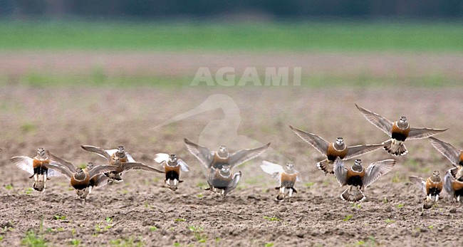 Eurasian Dotterel group flying during spring migrating, Morinelplevier group vliegend tijdens voorjaar doortrek boven een akker stock-image by Agami/Marc Guyt,