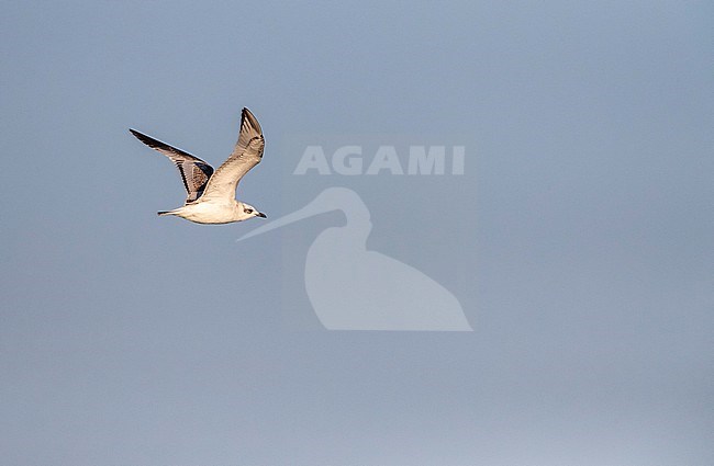 First-winter Mediterranean Gull (Ichthyaetus melanocephalus) migrating along the Black Sea coast near Lake Durankulak in Bulgaria. stock-image by Agami/Marc Guyt,