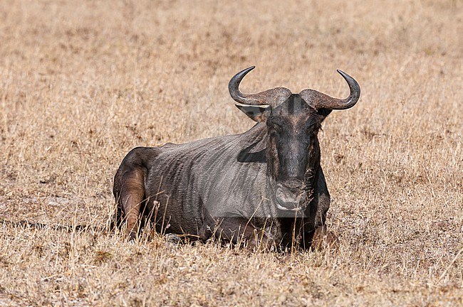 Portrait of a blue wildebeest, Connochaetes taurinus, resting. Mala Mala Game Reserve, South Africa. stock-image by Agami/Sergio Pitamitz,