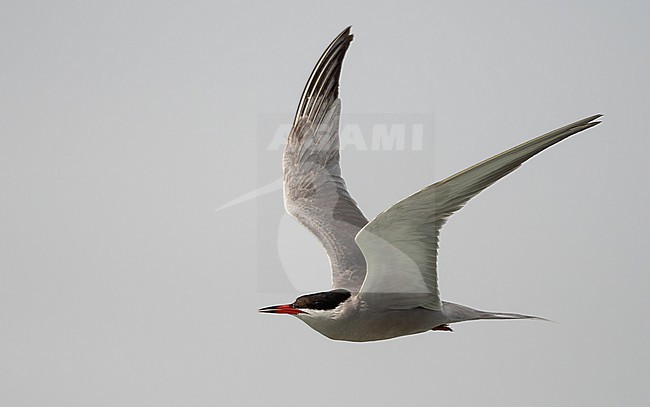White-cheeked Tern (Sterna repressa) - July 2022 - coast of Saudi Arabia stock-image by Agami/Eduard Sangster,