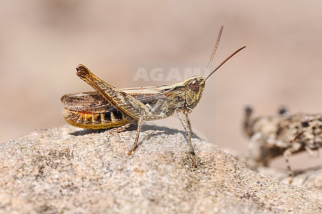 Snortikker, Chorthippus mollis stock-image by Agami/Casper Zuijderduijn,