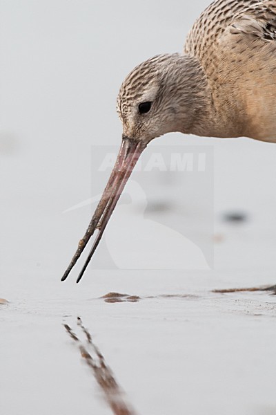 Eerste winter Rosse Grutto foeragerend op het strand; First winter Bar-tailed Godwit foraging on the beach stock-image by Agami/Arnold Meijer,