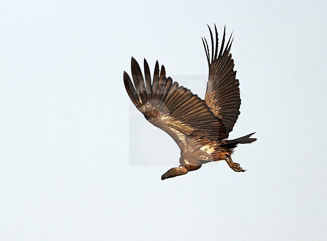 Endangered White-backed Vulture (Gyps africanus) in flight. stock-image by Agami/Dani Lopez-Velasco,