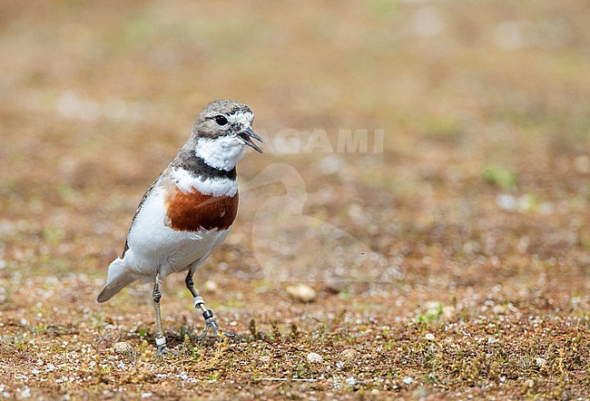 Calling male Double-banded plover (Charadrius bicinctus bicinctus) in New Zealand. Also known as the Banded Dotterel or Pohowera. stock-image by Agami/Marc Guyt,