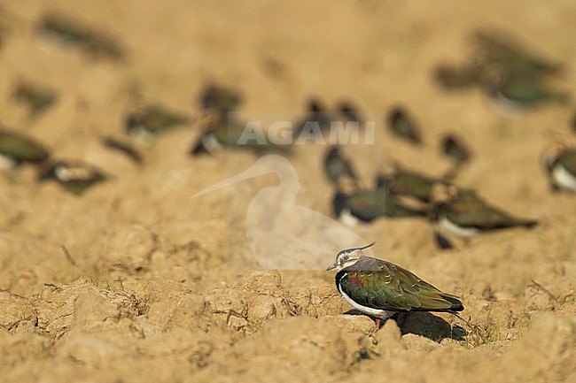 Northern Lapwing - Kiebitz - Vanellus vanellus, Germany, adults resting in a ploughed field stock-image by Agami/Ralph Martin,