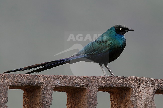 Long-tailed Glossy Starling (Lamprotornis caudatus) of unknown origin sitting on a wall in Tenerife, Canary Islands, Spain. stock-image by Agami/Vincent Legrand,