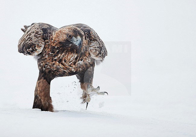 Golden Eagle (Aquila chrysaetos) during cold winter in northern Finland. Walking in deep snow, showing sharp talons. stock-image by Agami/Markus Varesvuo,