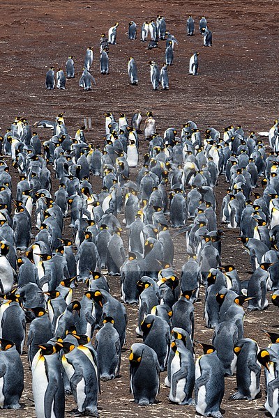 A king penguin colony, Aptenodytes patagonica. Volunteer Point, Falkland Islands stock-image by Agami/Sergio Pitamitz,