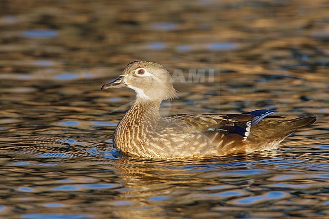 Adult female
Bernalillo Co., NM
December 2007 stock-image by Agami/Brian E Small,