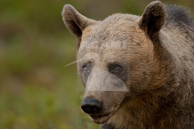 Bruine Beer in bos, Brown Bear in forest stock-image by Agami/Menno van Duijn,