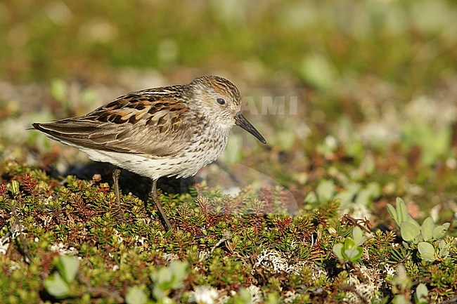 Adult Western Sandpiper (Calidris mauri) at breeding area in Seward Peninsula, Alaska, USA. stock-image by Agami/Brian E Small,