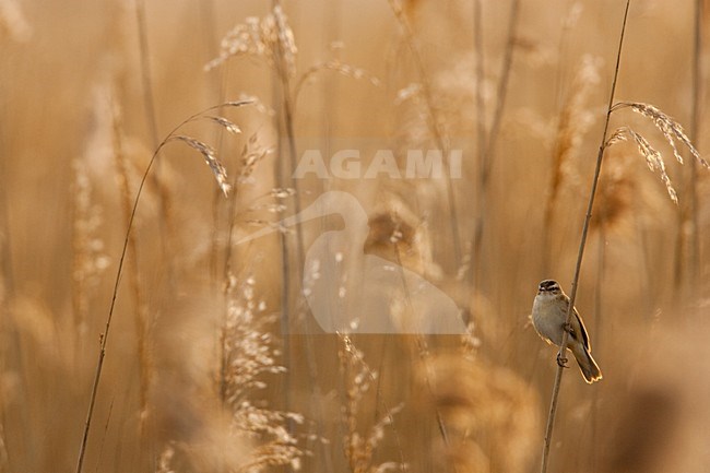 Rietzanger zittend in rietstengel; Sedge Warbler perched on reed stem stock-image by Agami/Menno van Duijn,