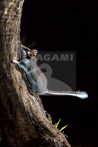 Garden Dormouse (Eliomys quercinus) during the night near Madrid in Spain. stock-image by Agami/Oscar Díez,