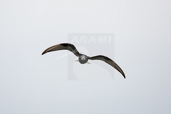 adult white-winged tern (chlidonias leucopterus) in flight starting moulting in winter plumage, found in Hortobagy National Park, Hungary stock-image by Agami/Mathias Putze,