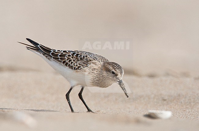 Bairds Strandloper, Bairds Sandpiper, Calidris bairdii stock-image by Agami/Marc Guyt,