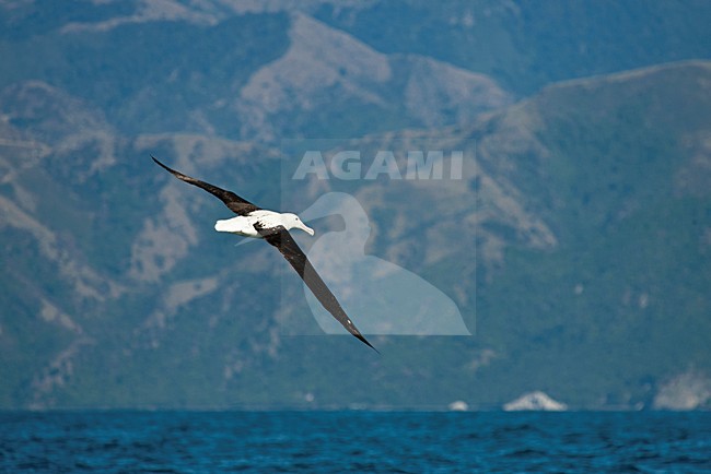 Noordelijke Koningsalbatros; Northern Royal Albatross; Diomedea sanfordi stock-image by Agami/Martijn Verdoes,