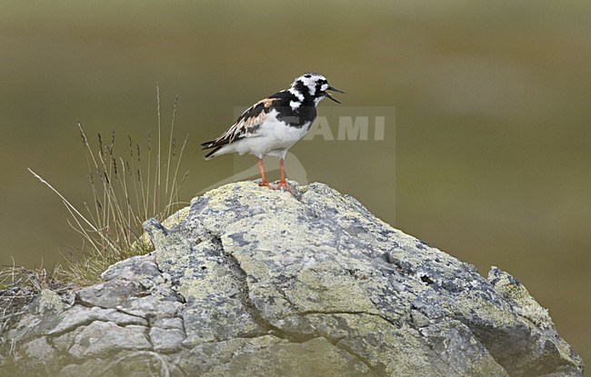 Ruddy Turnstone adlut standing on a rock; Steenloper volwassen zomerkleed staand op een steen stock-image by Agami/Jari Peltomäki,