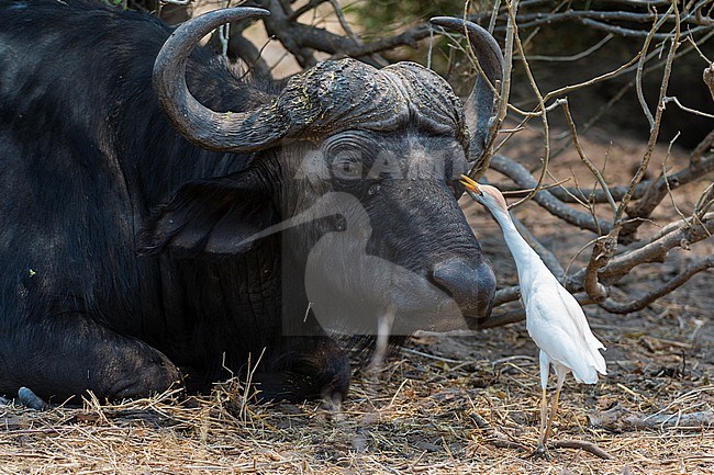 A western cattle egret, Bubulcus ibis, picking insects off on an African buffalo, Syncerus caffer. Chobe National Park, Botswana. stock-image by Agami/Sergio Pitamitz,