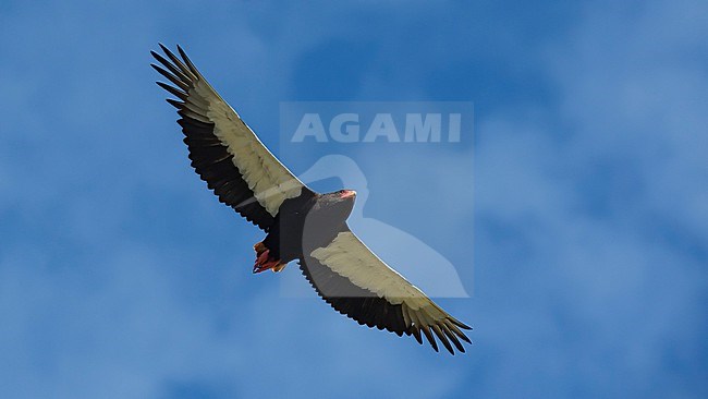 Adult male Bateleur (Terathopius ecaudatus) in flight. Seen from below. Kenya, Africa stock-image by Agami/Markku Rantala,