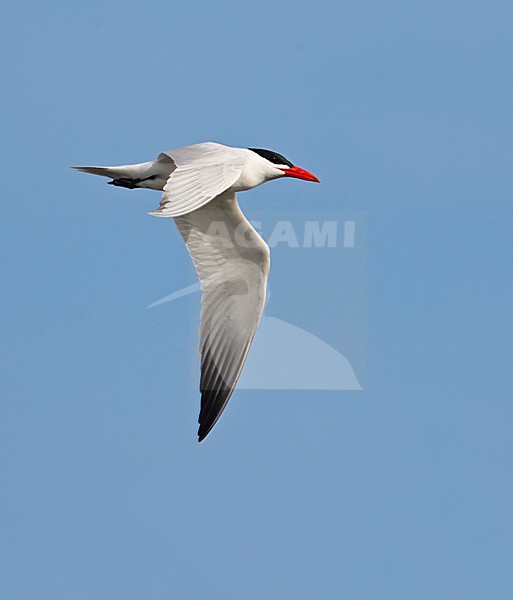 Caspian Tern adult flying; Reuzenstern volwassen vliegend stock-image by Agami/Markus Varesvuo,