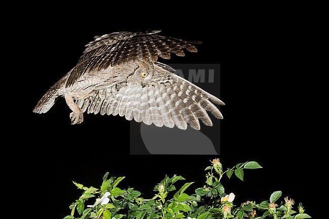 Eurasian Scops Owl (Otus scops) hunting at night stock-image by Agami/Alain Ghignone,