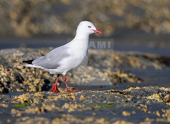 Adult Red-billed Gull (Chroicocephalus novaehollandiae scopulinus) on South Island in New Zealand. Standing on the ground. stock-image by Agami/Marc Guyt,
